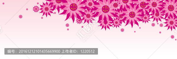紫色的雛菊花