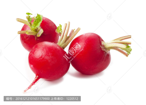 鮮蘿卜