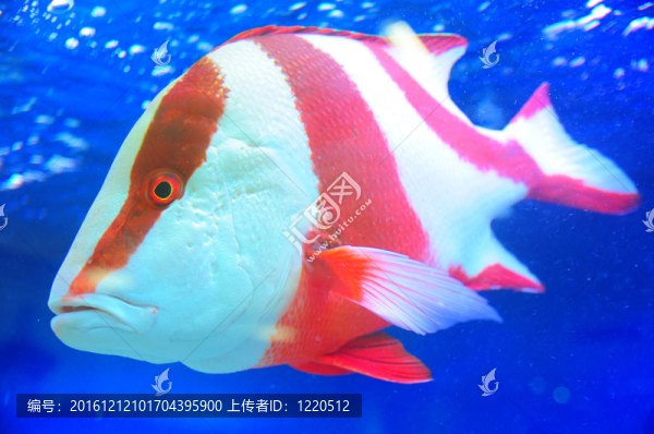 水下的魚