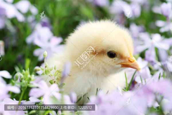 小雞在花