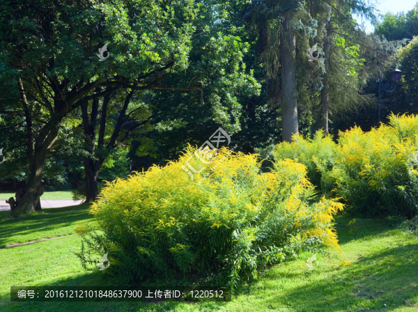 夏天的城市公園