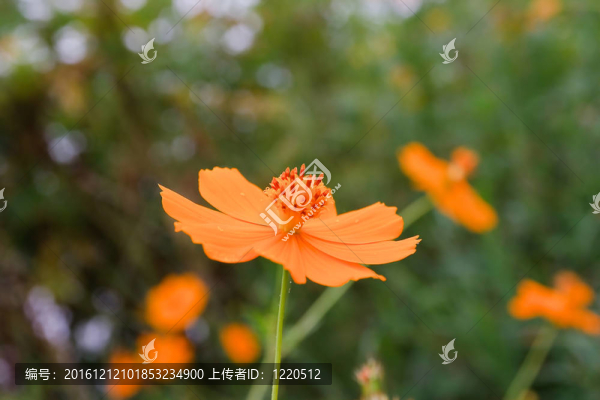 黃色的大波斯菊