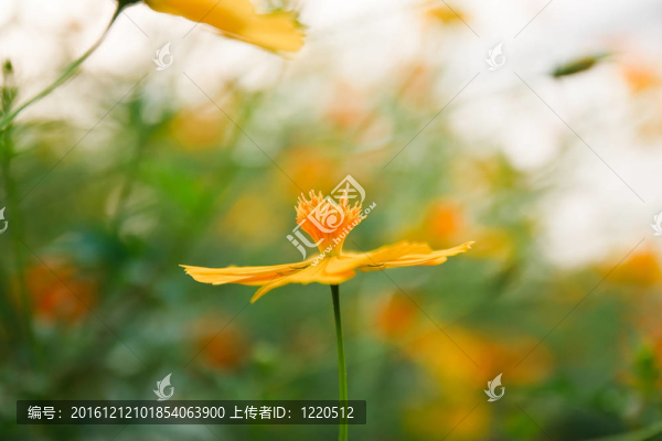 黃色的大波斯菊