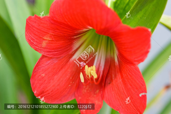 朱頂紅的花。