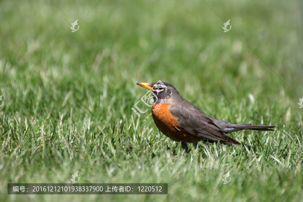 北美知更鳥