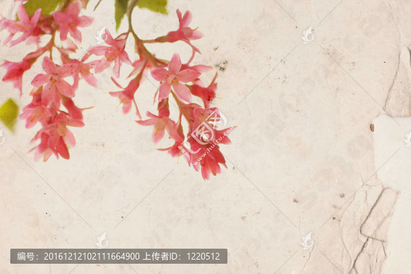 舊紙上的粉紅色花