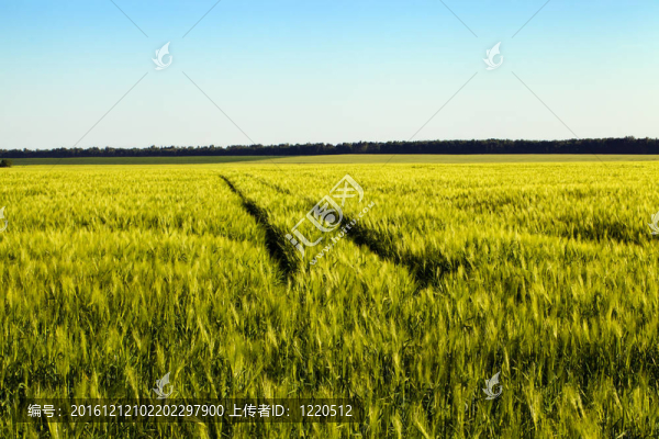 農業(yè)
