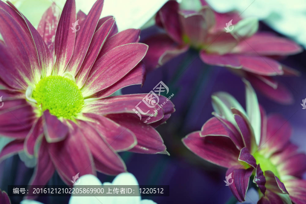 菊花
