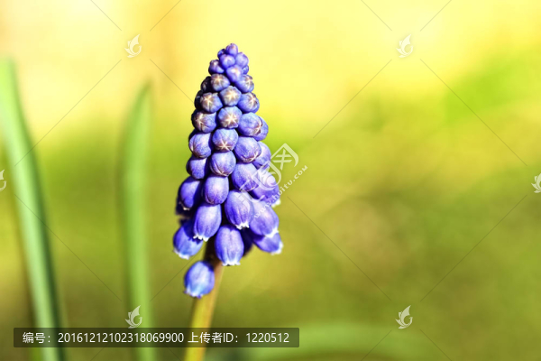 藍(lán)色花葡萄風(fēng)信子特寫