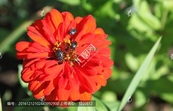 花園里的春天花朵