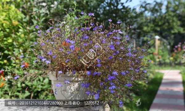 花園里的春天花朵