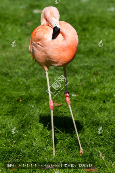 火烈鳥(niǎo)