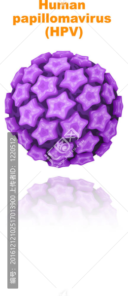 人乳頭瘤病毒（HPV）。