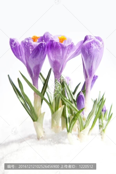 匹克的番紅花在雪中