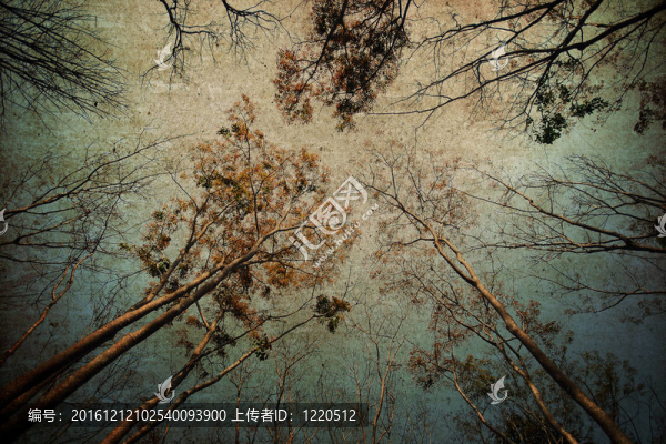 森林背景；復古風格