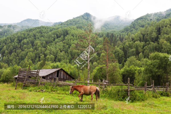 山水馬紋。阿爾泰；西伯利亞