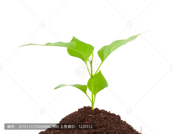 在白地上分離出葉子的綠色植物