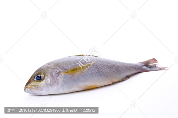 雞聲