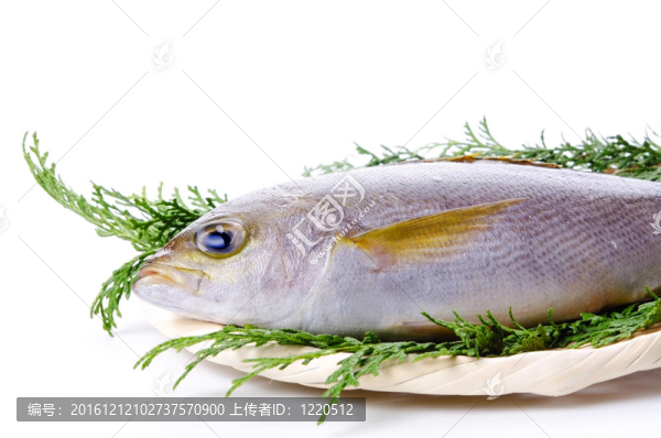 雞聲