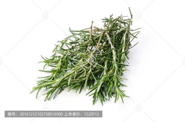 迷迭香