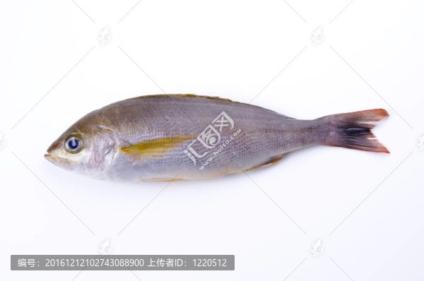 雞聲