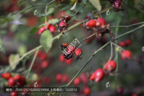 布萊爾髖漿果；Rosa,canina