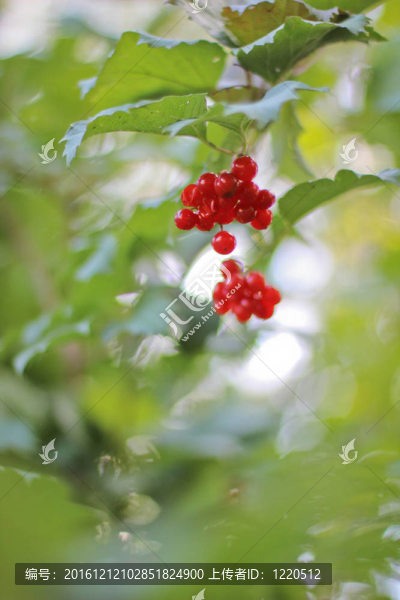 紅色的果莢