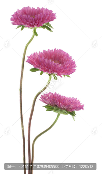 中國紫菀