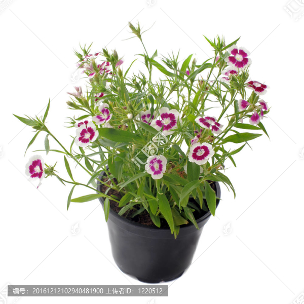 法國(guó)萬(wàn)壽菊；Tagetes,patula