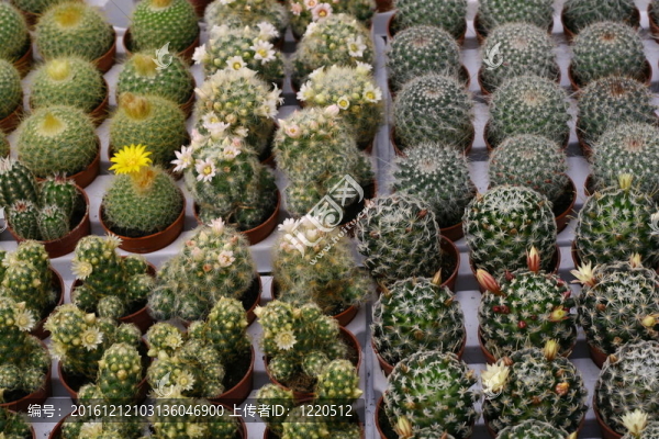 多肉植物及銷售狀況從花店品種