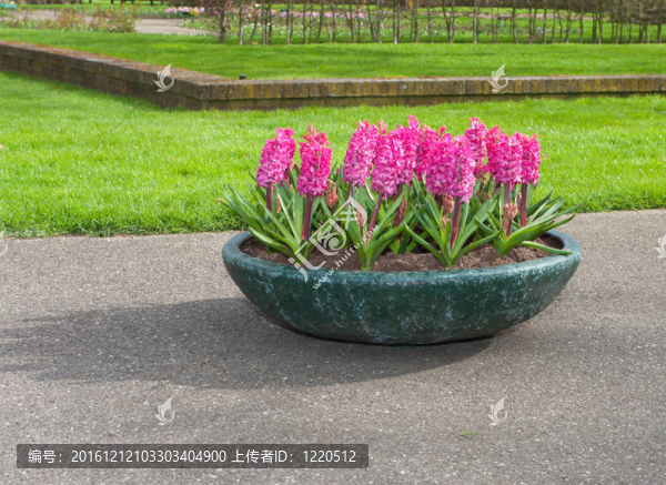 花卉種植