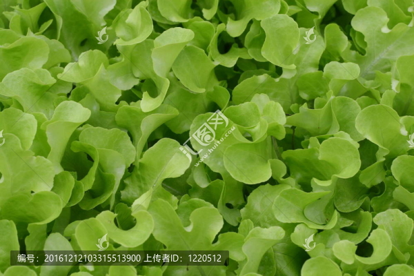 嫩菜葉準備收獲