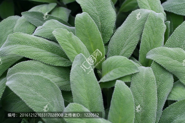 葉香鼠尾草綠色準(zhǔn)備收獲