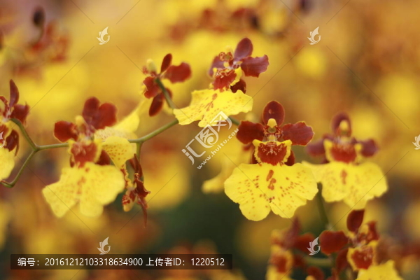 蘭花是開花拍攝近距離