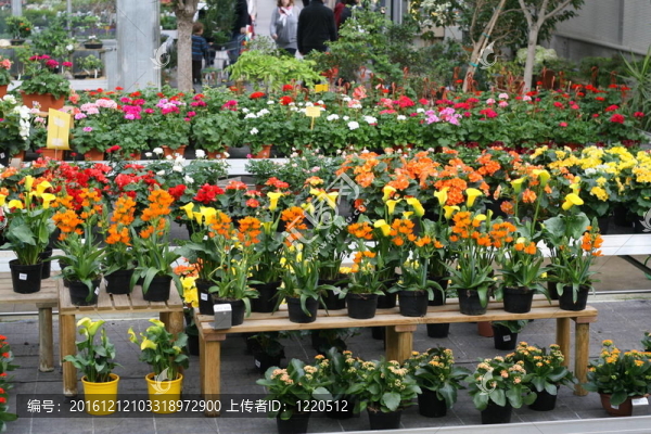 溫室內(nèi)開花植物的展示