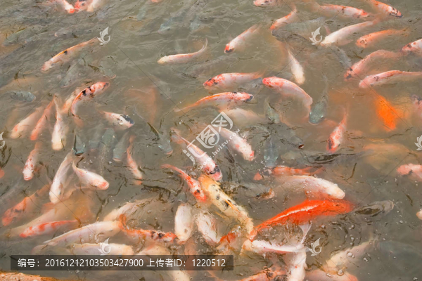 學(xué)校豐富多彩的錦鯉魚表面的瘋狂