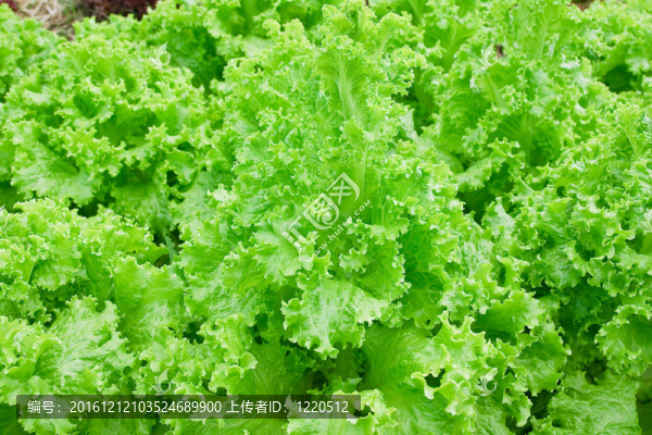 新鮮和美味的沙拉/生菜種植領(lǐng)域