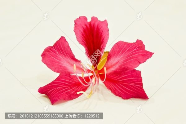 泰國紅花。