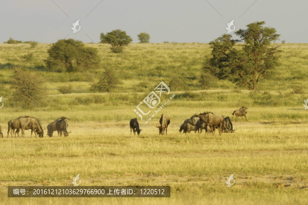 blouwildebeest放牧
