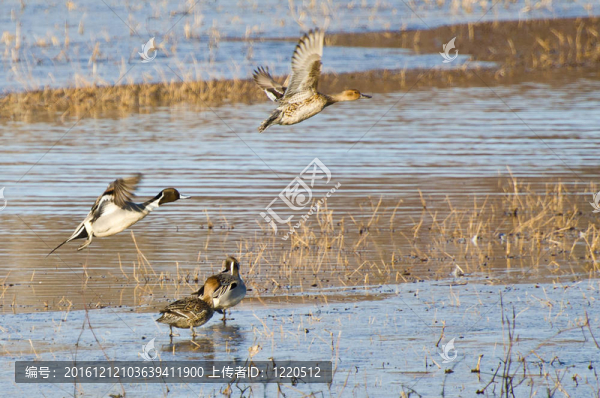 北方針尾鴨以飛行關(guān)水