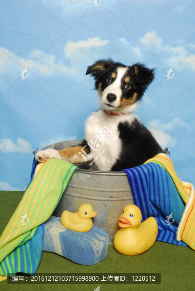 浴缸里的邊境牧羊犬