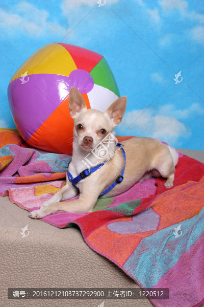 海灘上的奇瓦瓦