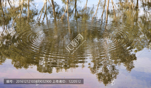 河流桉樹膠