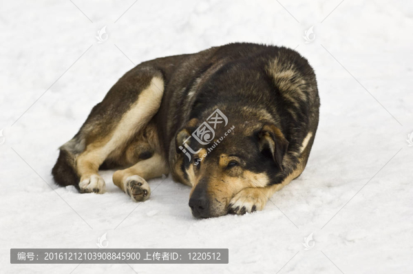 狗在雪上睡覺