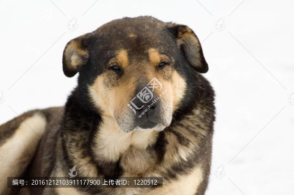 狗在雪