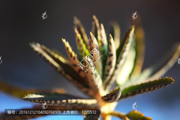 蘆薈肉質(zhì)花環(huán)；特寫