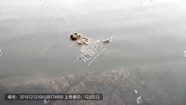 單一的蟾蜍