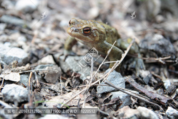 單自由度的蟾蜍