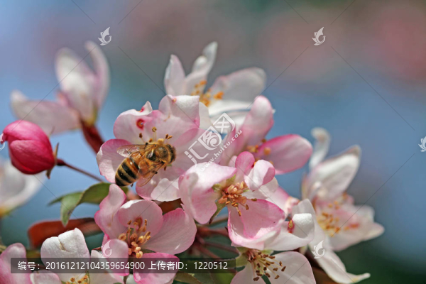 蜜蜂在海棠花