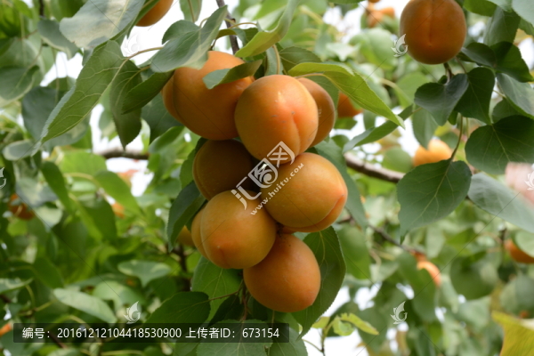 杏